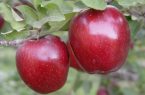 آذربایجان شرقی دومین قطب تولید سیب کشور