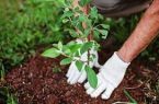 کاشت ۹ میلیون بوته انواع گل در تبریز