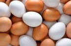 صادرات سالانه ۱۰۰ هزار تن تخم مرغ از کشور