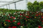 افتتاح نمایشگاه گل و گیاه و تجهیزات گلخانه‌ای در تبریز