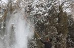 برف‌تکانی درختان را جدی بگیرید