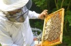پیش‌بینی تولید بیش از ۱۷ هزار تُن عسل در آذربایجان شرقی