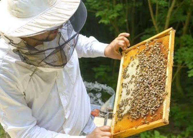 پیش‌بینی تولید بیش از ۱۷ هزار تُن عسل در آذربایجان شرقی